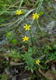 Ranunculus tachiroei