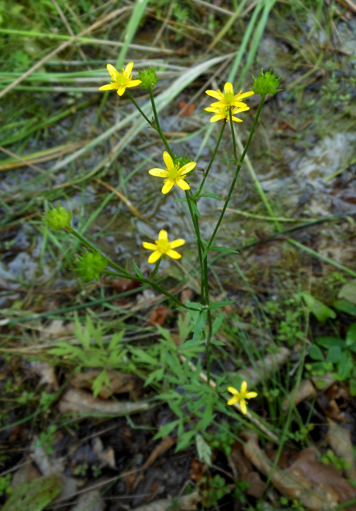 Image of Ranunculus tachiroei specimen.
