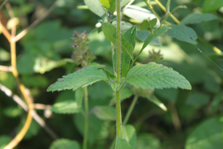 Image of Clinopodium chinense specimen.