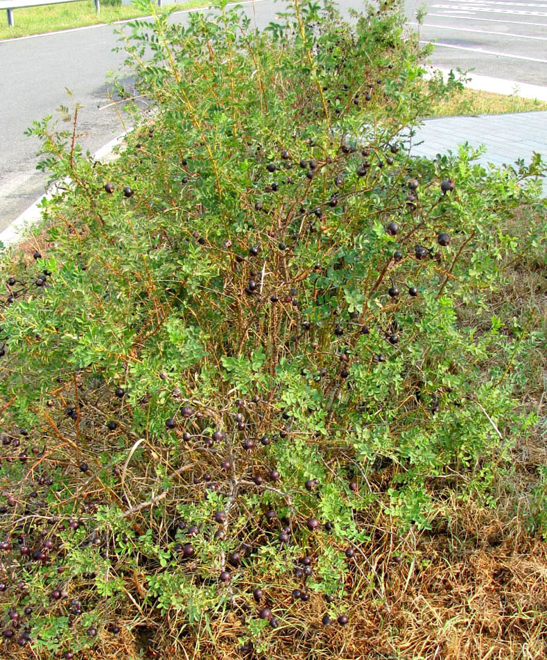 Изображение особи Rosa spinosissima.