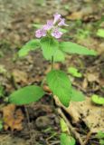 Clinopodium chinense