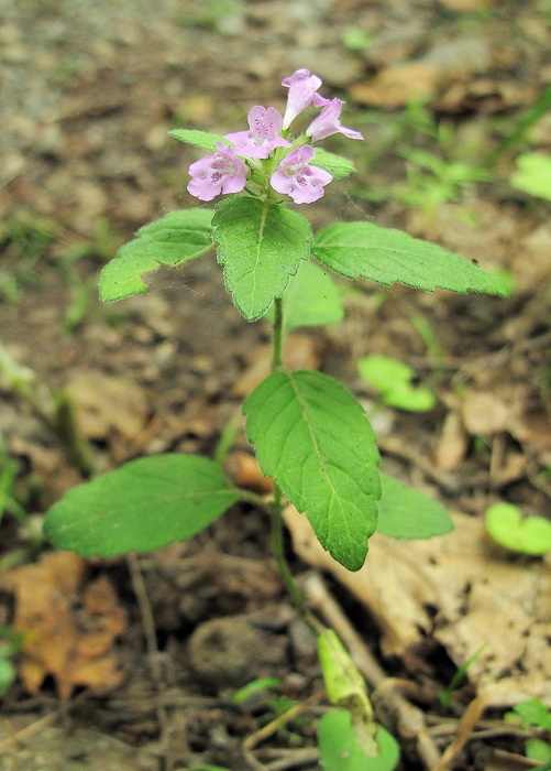 Image of Clinopodium chinense specimen.