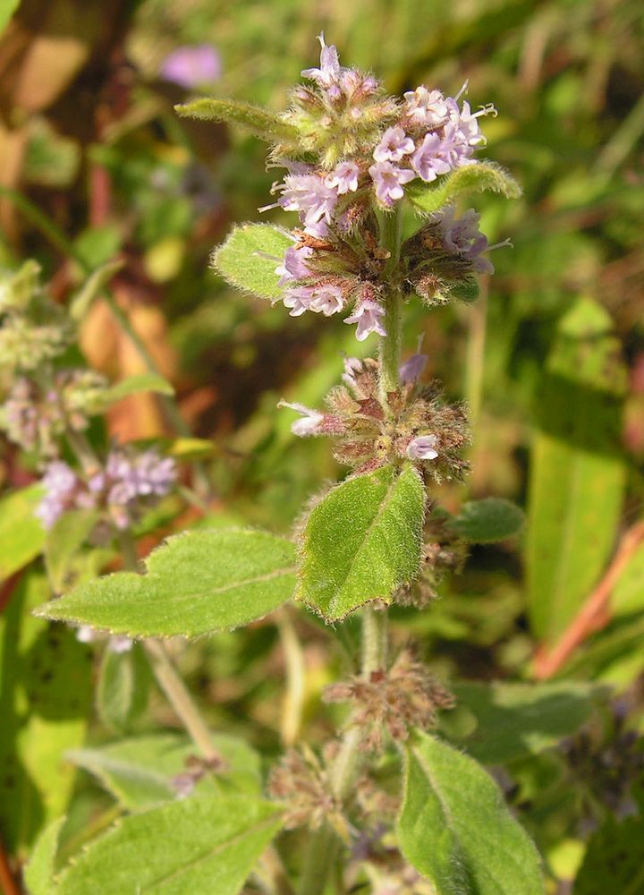 Image of Mentha canadensis specimen.