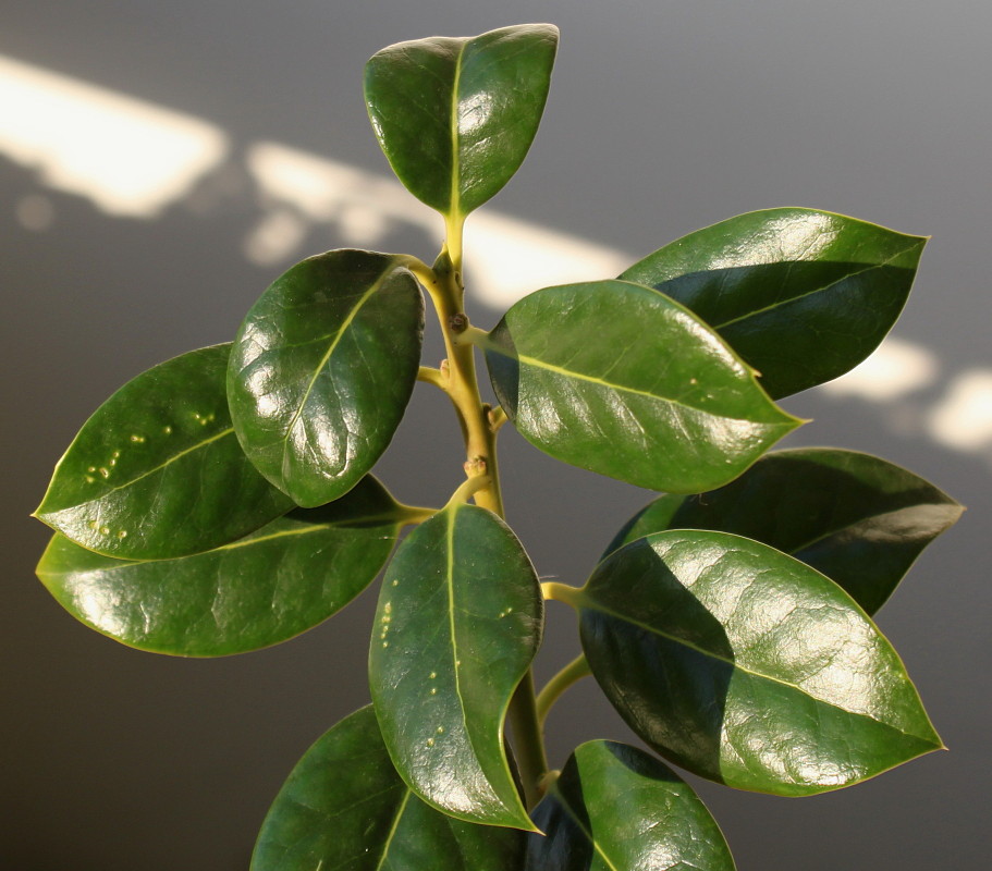 Image of Ilex aquifolium specimen.