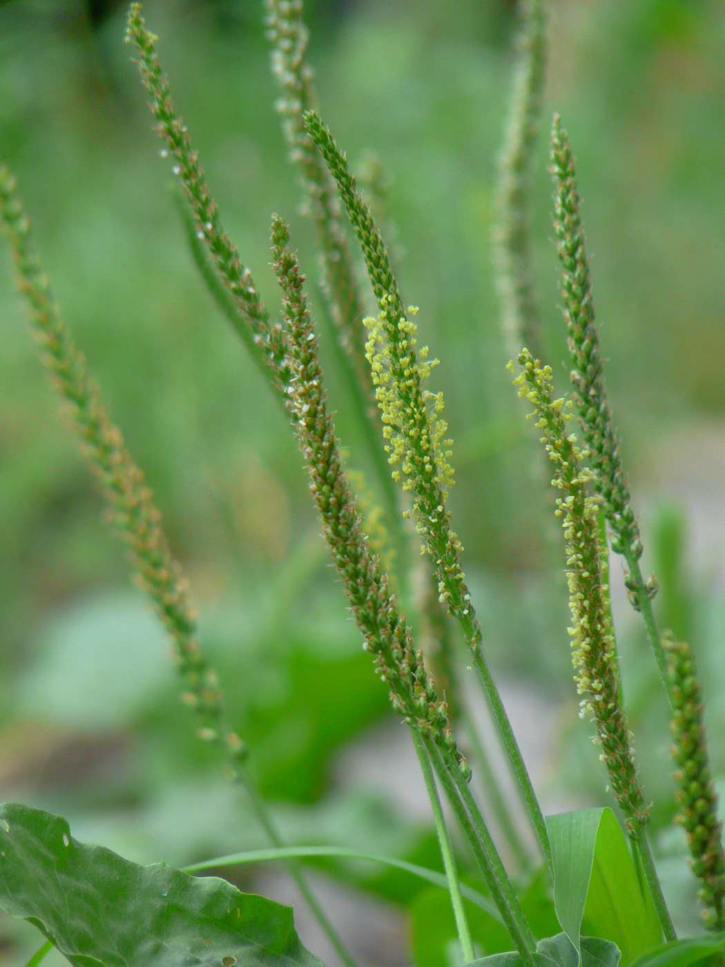 Изображение особи Plantago major.