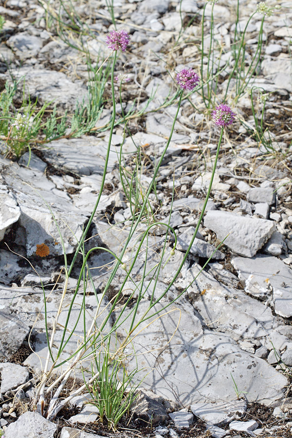 Image of Allium cretaceum specimen.
