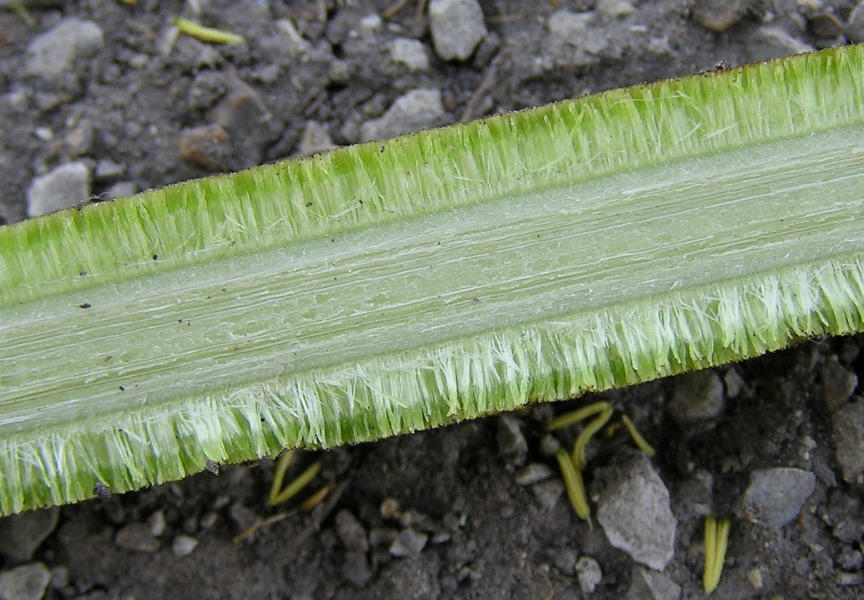 Image of Typha &times; glauca specimen.