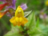 Melampyrum nemorosum