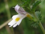 Euphrasia rostkoviana