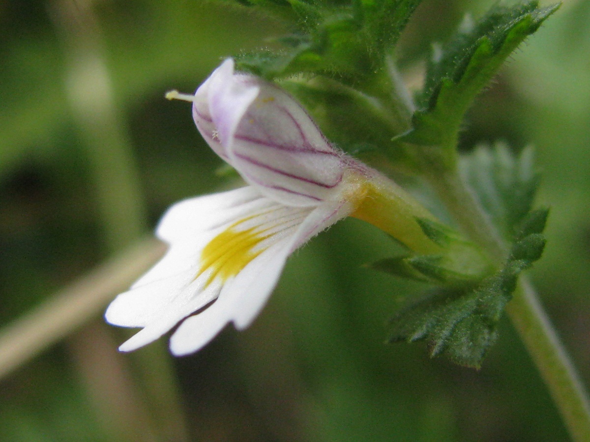 Изображение особи Euphrasia rostkoviana.