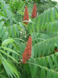 Rhus typhina