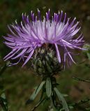 Centaurea stoebe