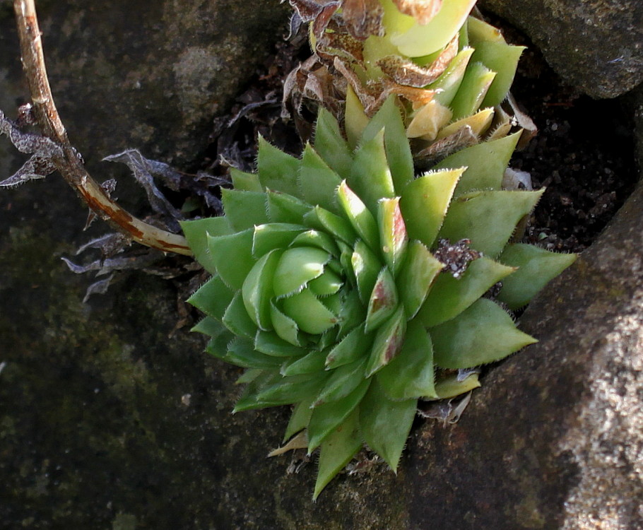 Image of genus Jovibarba specimen.