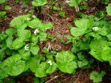 Diphylleia grayi