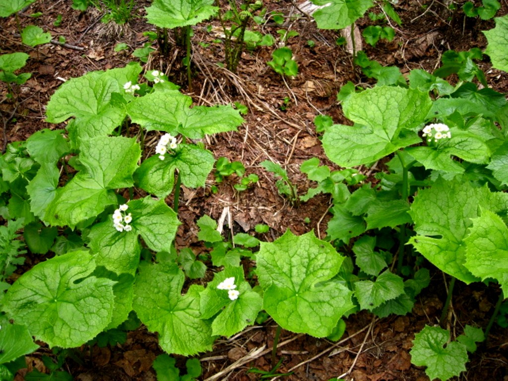 Изображение особи Diphylleia grayi.