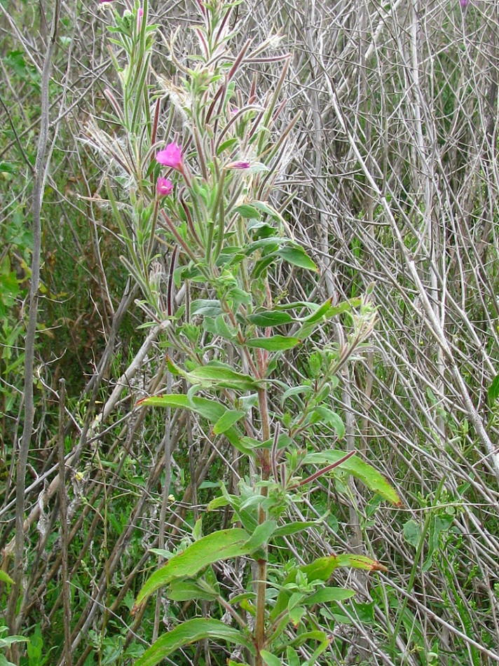 Image of Epilobium villosum specimen.
