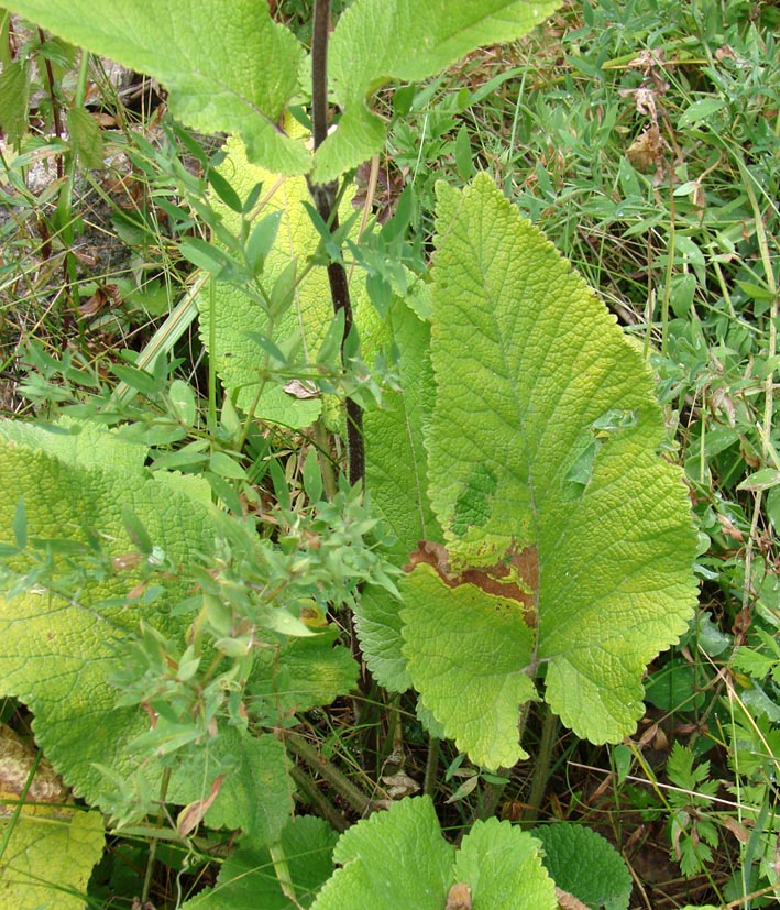 Изображение особи Phlomoides pratensis.