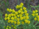 Achillea micrantha