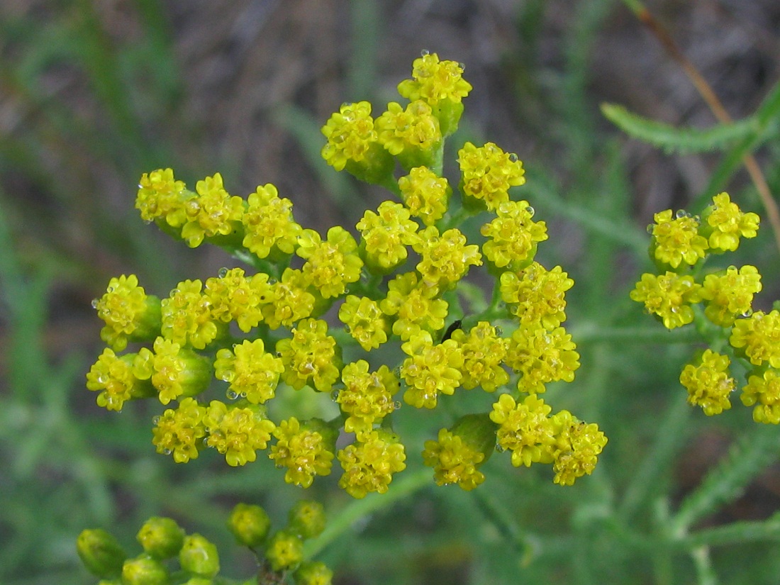 Изображение особи Achillea micrantha.