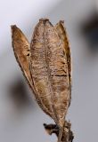 Image of taxon representative. Author is Татьяна Мальчинская