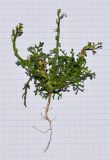 Image of taxon representative. Author is Татьяна Мальчинская