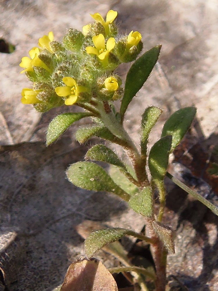 Изображение особи Alyssum minutum.