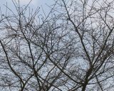 Cerasus subhirtella. Верхняя часть кроны. Германия, г. Кемпен, на прицерковной площади. 28.03.2013.