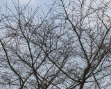 Cerasus subhirtella. Верхняя часть кроны. Германия, г. Кемпен, на прицерковной площади. 28.03.2013.