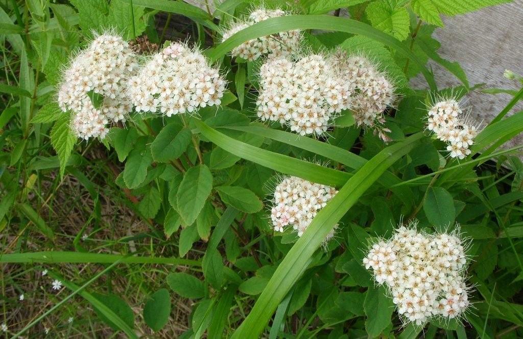 Image of Spiraea betulifolia specimen.