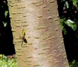 Image of taxon representative. Author is Валерий Куделя