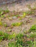Capsella bursa-pastoris