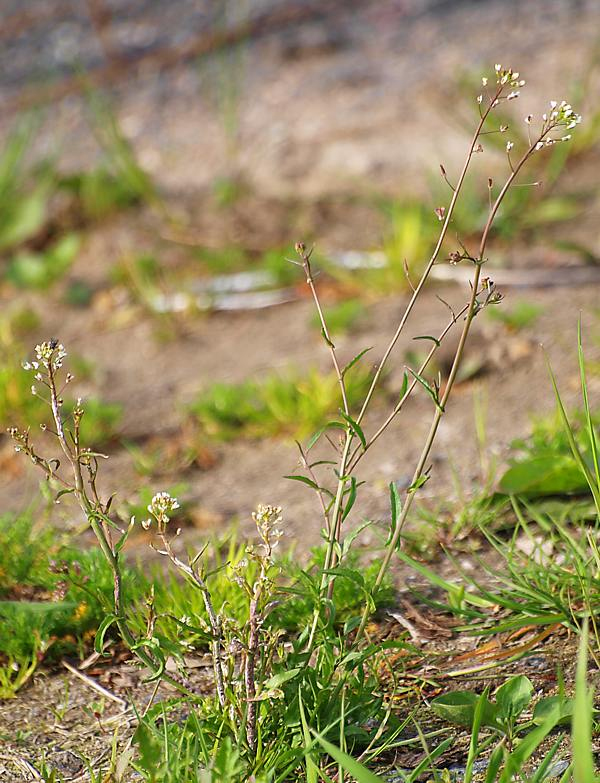 Изображение особи Capsella bursa-pastoris.