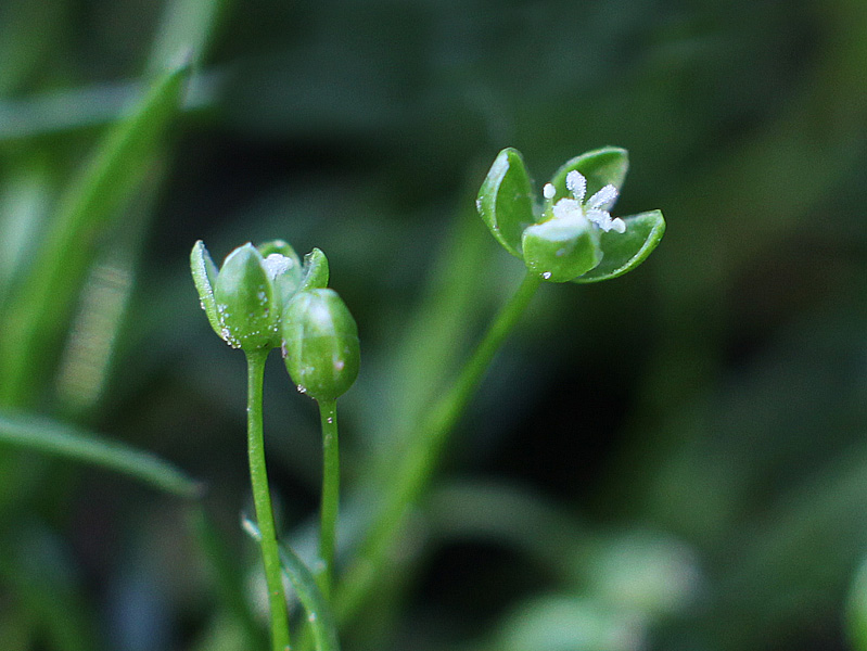 Изображение особи Sagina procumbens.