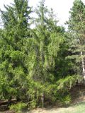 Picea abies. Молодое дерево с шишками. Ставропольский край, г. Кисловодск, Курортный парк верхний, посадки на склоне горы. 06.04.2013.