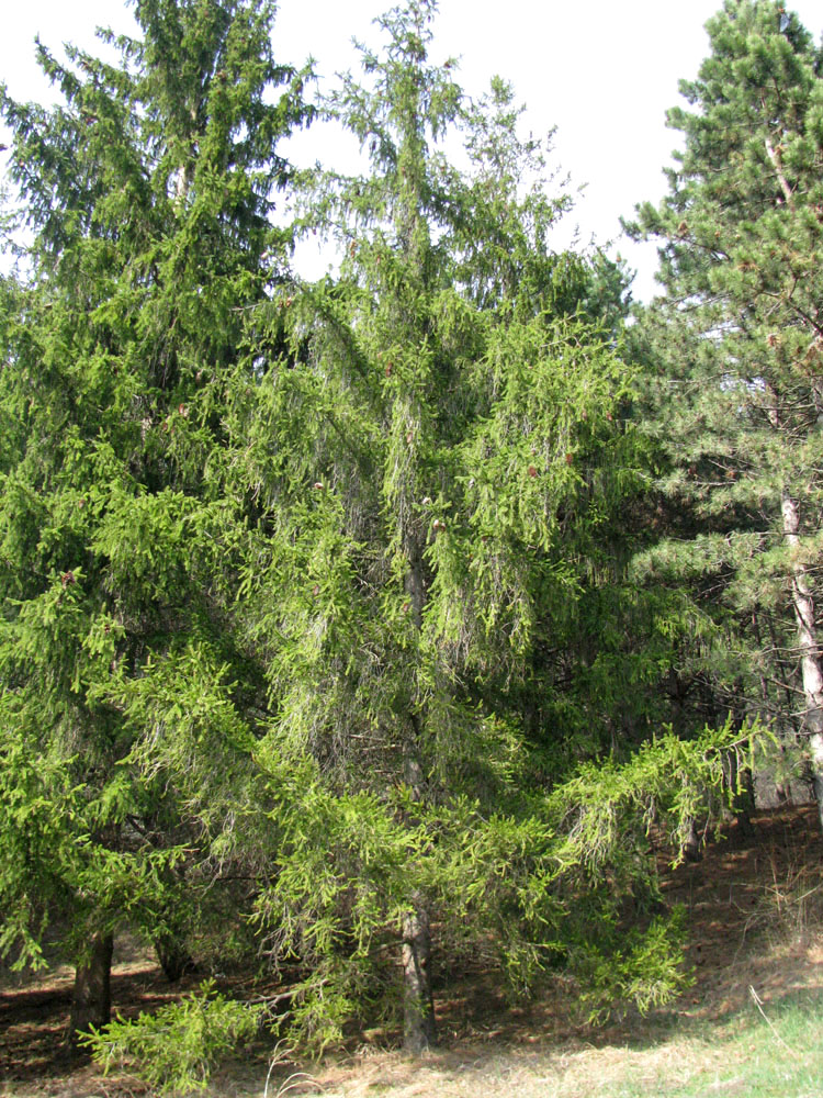 Image of Picea abies specimen.