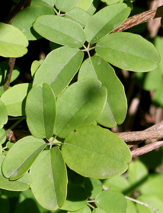 Изображение особи Akebia quinata.