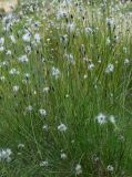 Eriophorum vaginatum