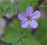 Geranium robertianum. Цветок. Греция, Пиерия, предгорье Олимпа, окр. озера Кати (Λίμνη Κατή). 29.06.2013.