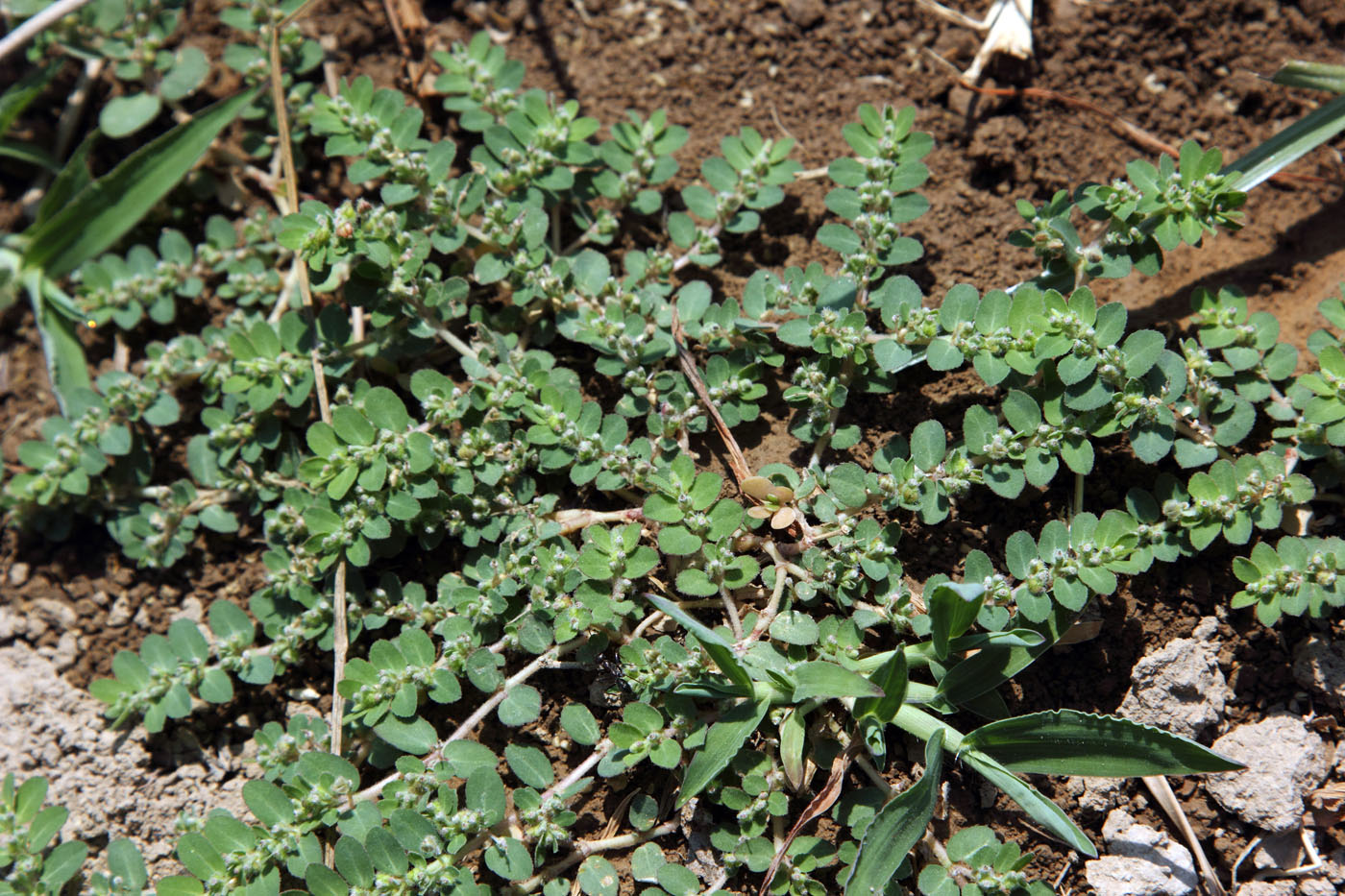 Изображение особи Euphorbia prostrata.