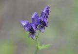 Aconitum ambiguum