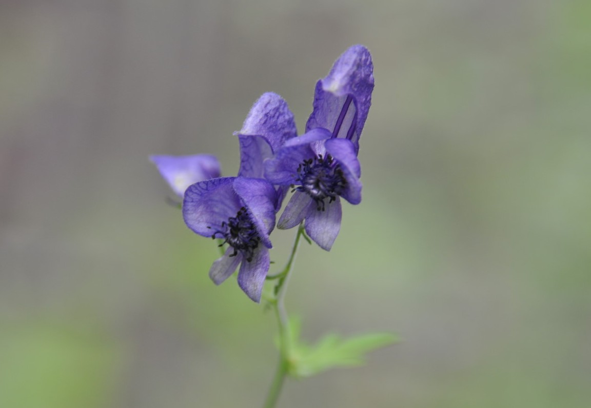 Изображение особи Aconitum ambiguum.