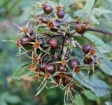 Rosa glauca