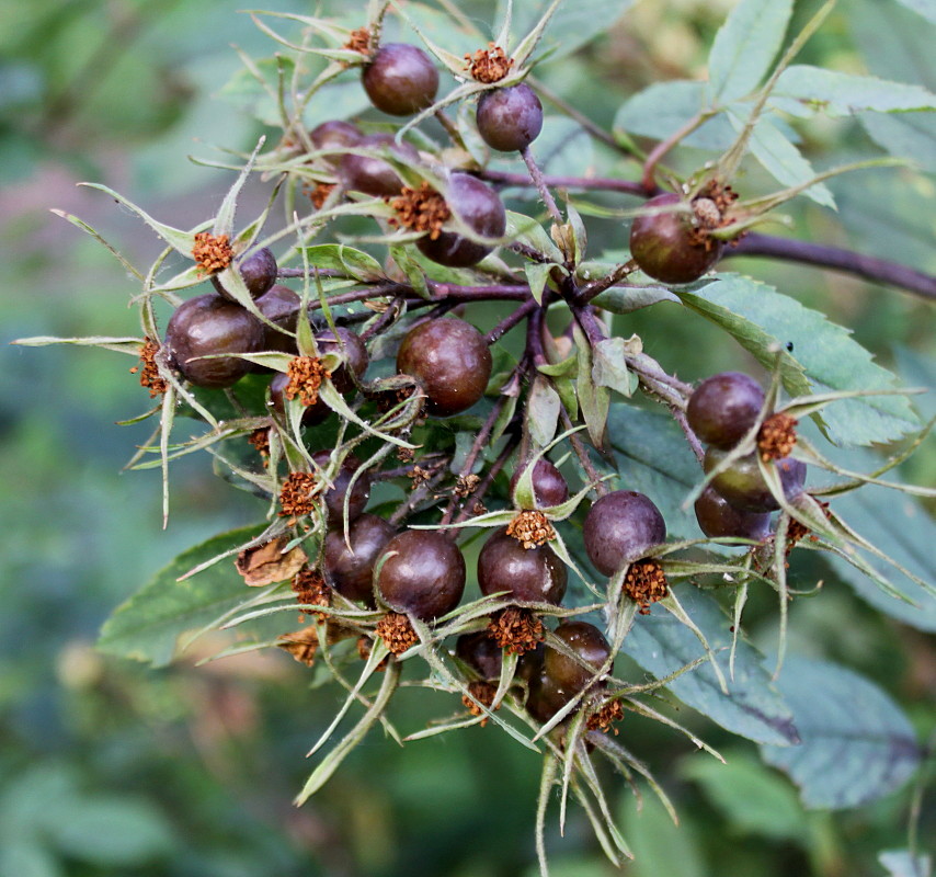 Изображение особи Rosa glauca.
