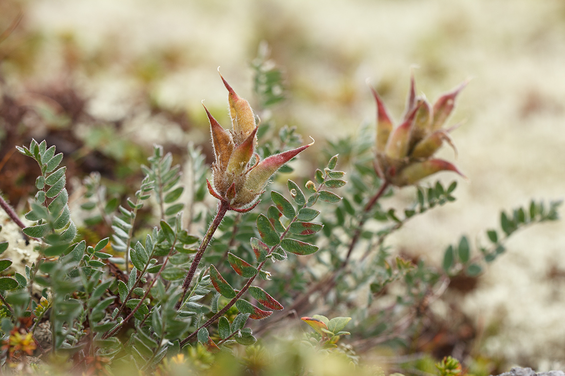 Изображение особи Oxytropis sordida.