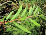 Callistemon citrinus. Верхушка ветви. Абхазия, г. Сухум, ботанический сад. 12.06.2012.