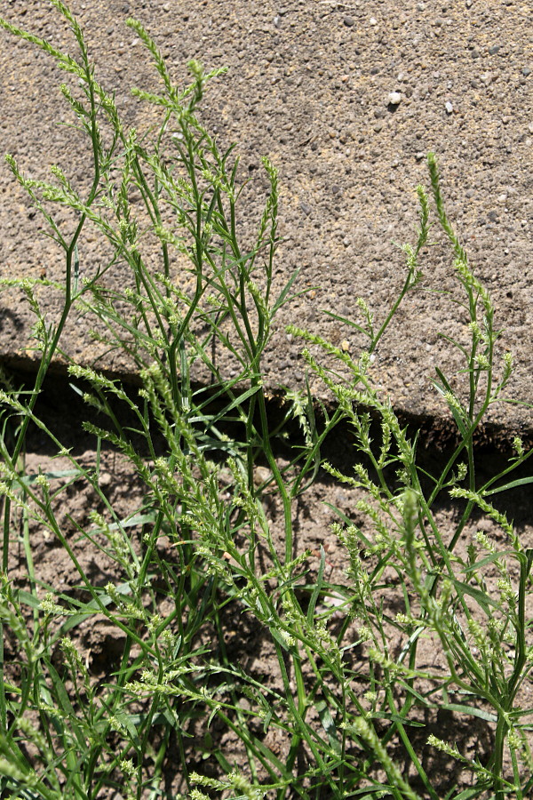 Image of Corispermum hybridum specimen.