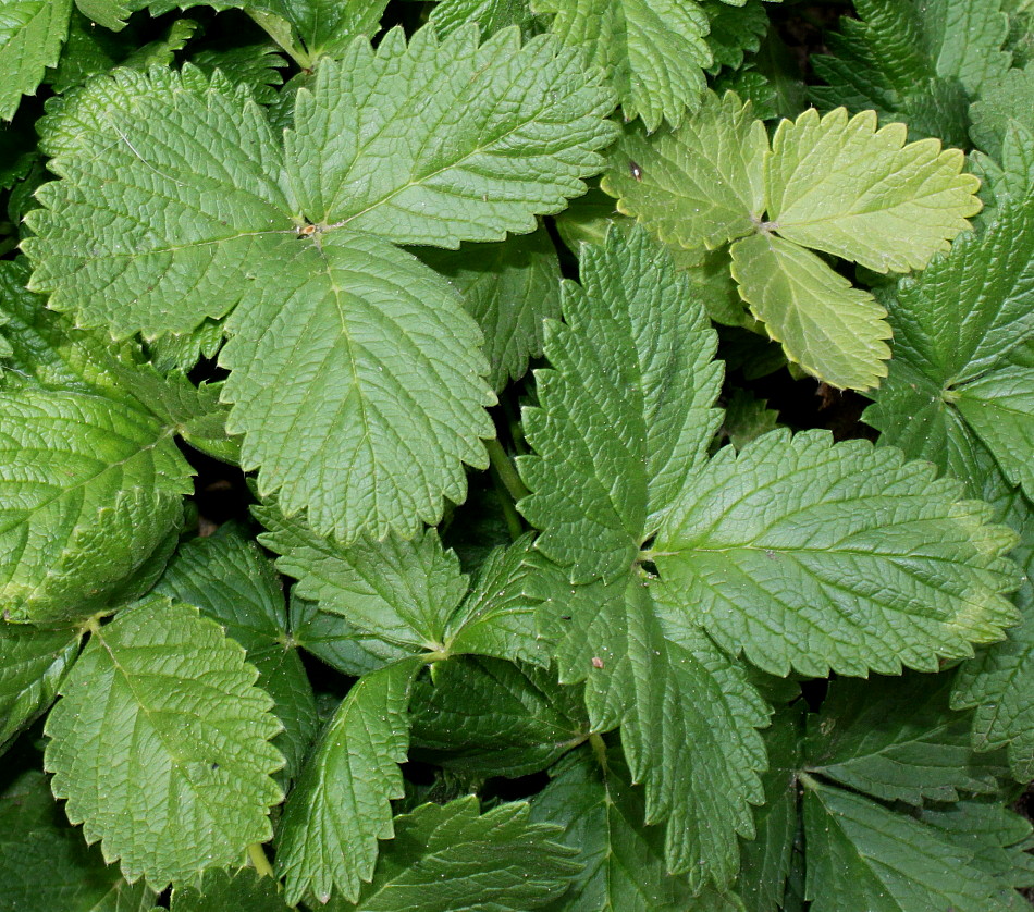 Image of Potentilla grandiflora specimen.