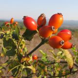 Rosa canina