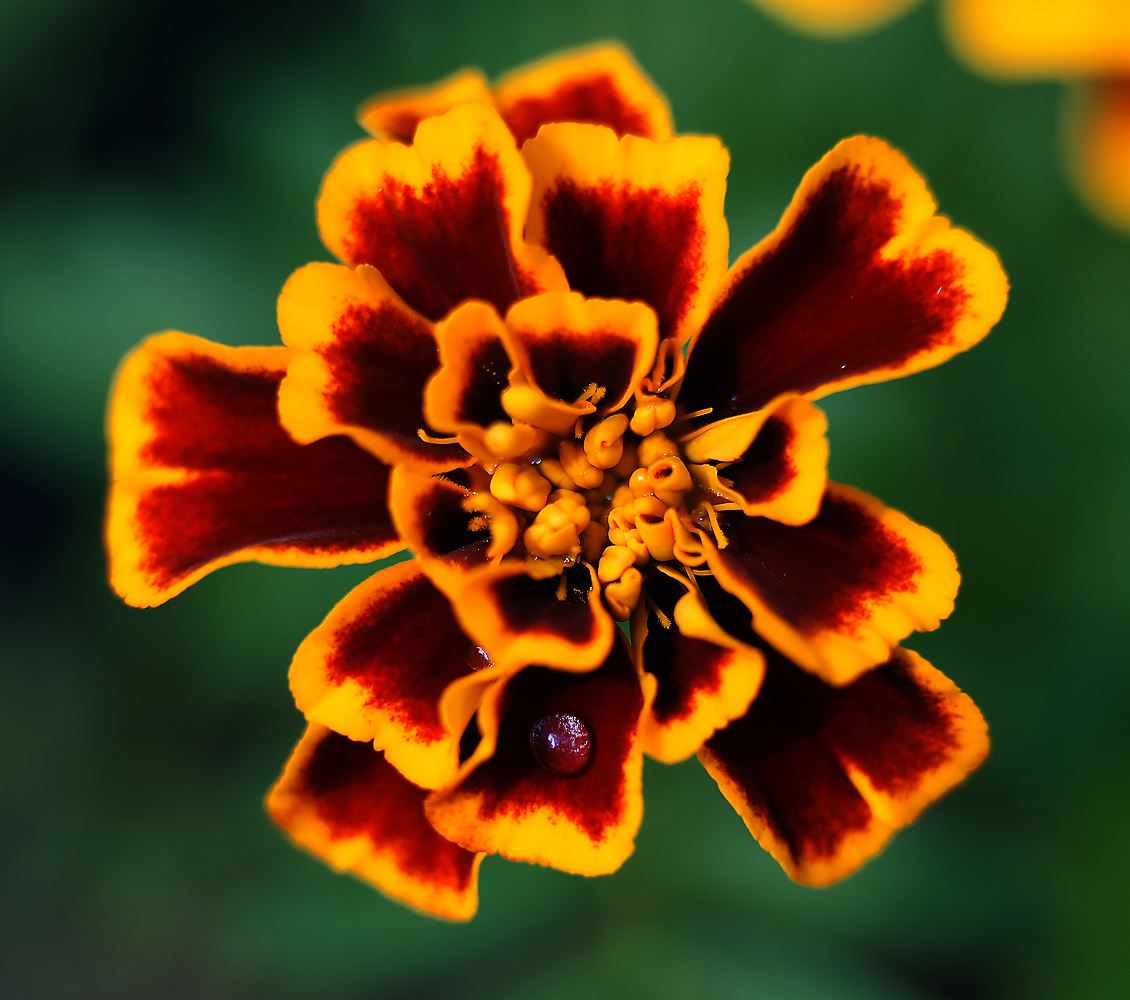 Image of Tagetes patula specimen.