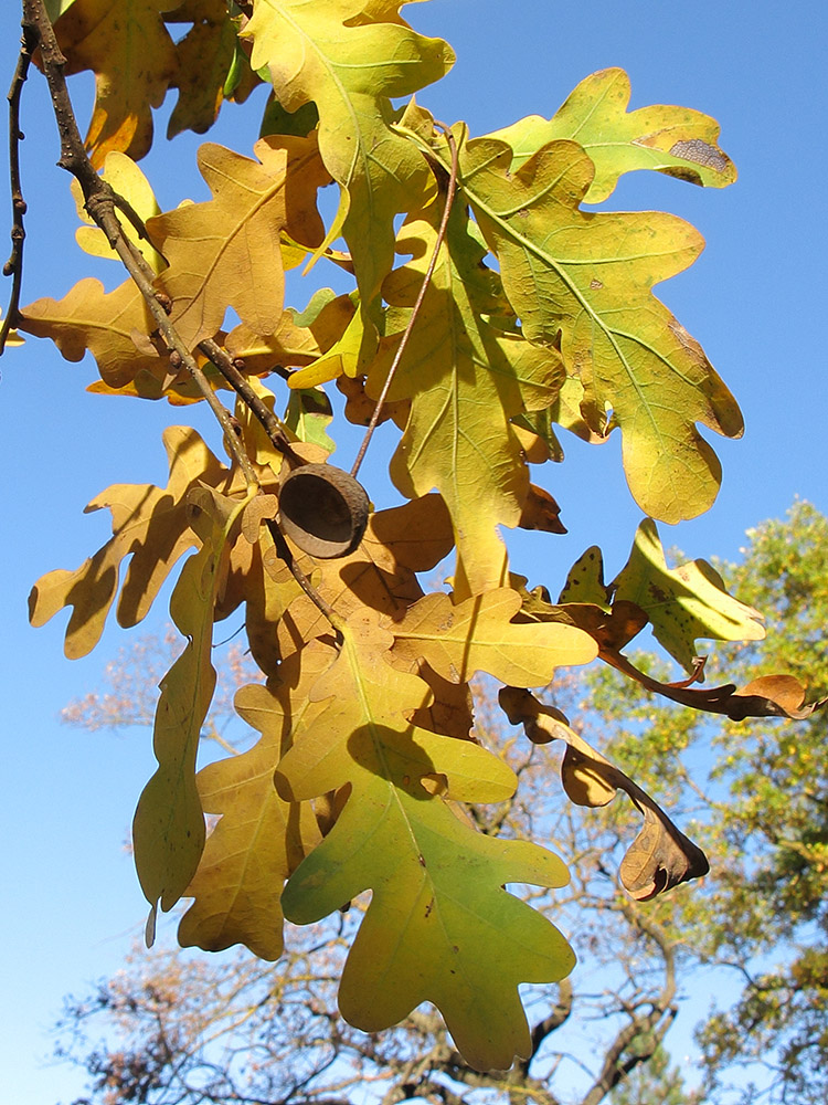 Изображение особи Quercus pedunculiflora.